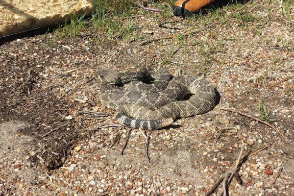 Oglesby-Texas-Rattlesnake-Roundup-2016-1