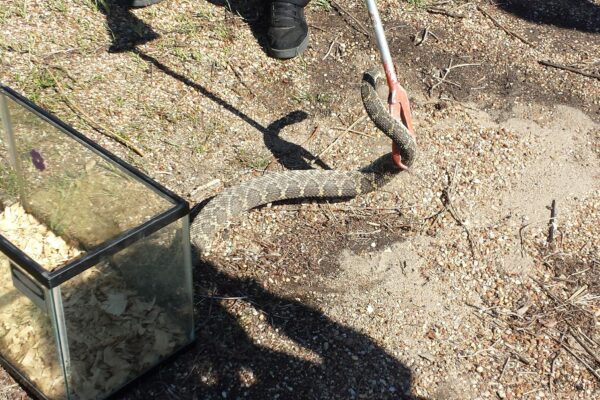 Texas Rattlesnake Roundup Hunt